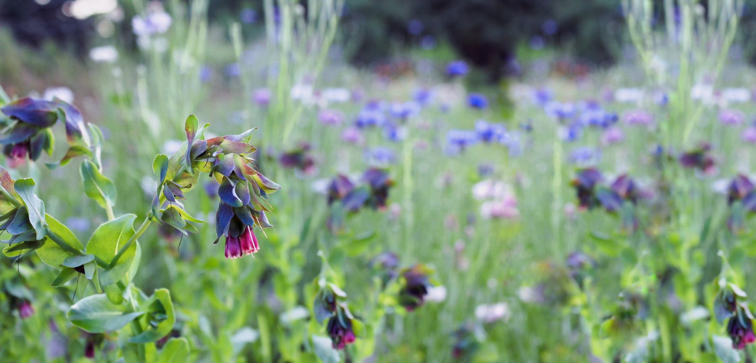 Photo Jul 25, 8 59 46 PM (2).jpg